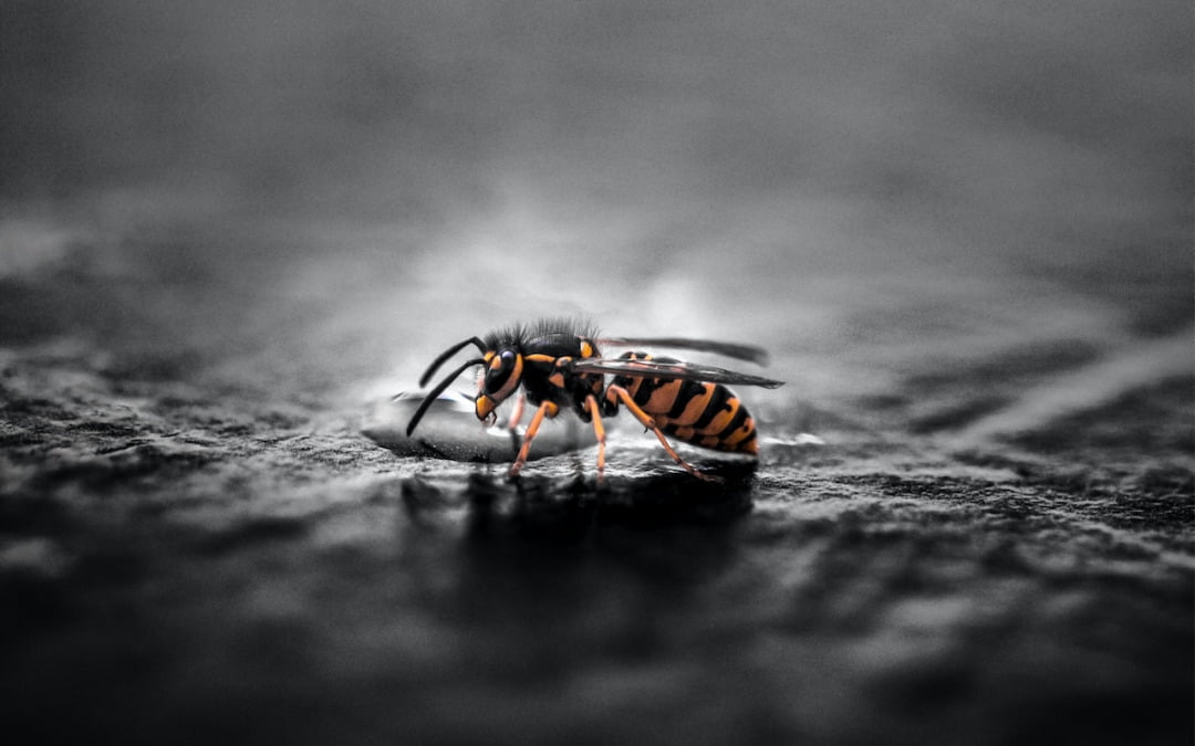 Last van wespen op je kantoor? Zo kom je er vanaf!